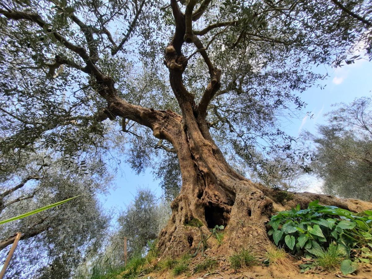 דירות פניקאלה Leonaerdo Guests House מראה חיצוני תמונה